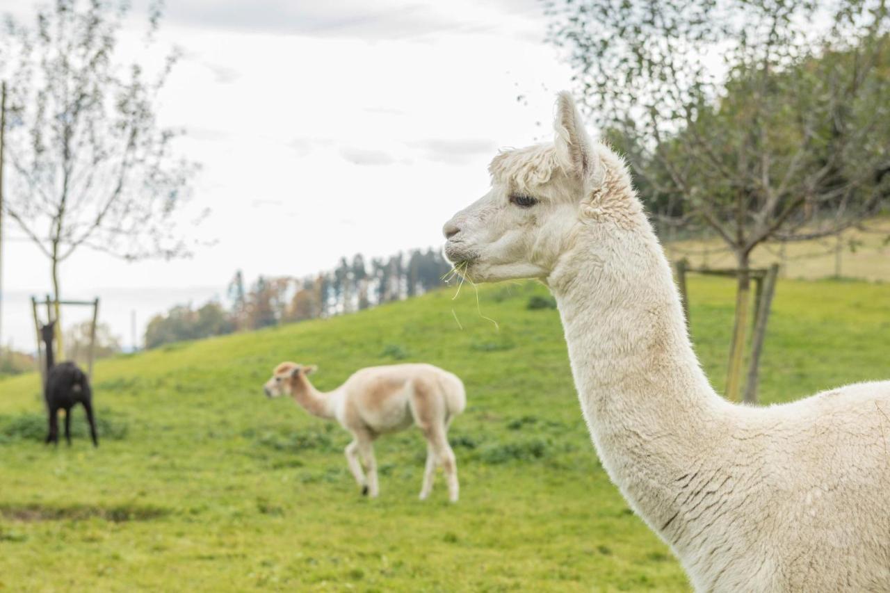 Zapfs Bauernhof Stiefmuetterchen Tettnang Exterior foto